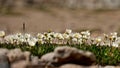 Anemone flowers closeup. Wildflowers in alpine meadows. Royalty Free Stock Photo