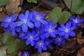 Anemone flowers with delicate blue petals on a bush with green leaves in a meadow