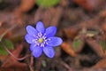 Anemone flowers with delicate blue petals on a bush with green leaves in a meadow