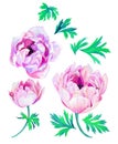 Anemone flowers