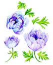 Anemone flowers