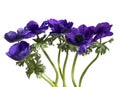 Anemone flowers isolated on white background