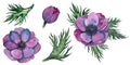 anemone flowers, leaves and bouquet in Bright purple colors. Hand drawn Watercolor floral illustration isolated on white Royalty Free Stock Photo