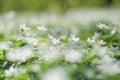 Anemone flowers in the morning dew of springtime Royalty Free Stock Photo