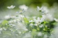 Anemone flowers in the morning dew of springtime Royalty Free Stock Photo