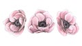 Anemone flowers, watercolor sketch-style illustration with graphic elements. Isolated objects from a large set of PARIS Royalty Free Stock Photo