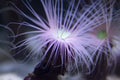 Anemone fluorescence light sea rocket its tentacles