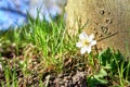 Anemone in front of an old tree with blurred background. (Anemone nemorosa Royalty Free Stock Photo