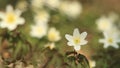 Anemone gamekeeper in forest