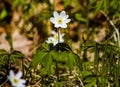 Anemone is a genus of perennial herbaceous flowering plants of the Ranunculaceae family Royalty Free Stock Photo