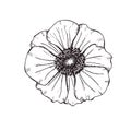 Anemone graphic beauty decoration Royalty Free Stock Photo
