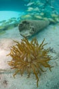 Anemone on Seafloor in Caribbean Sea