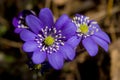 Anemone hepatica