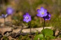 Anemone hepatica