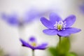 Anemone hepatica