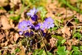 Anemone hepatica