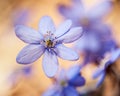 Anemone hepatica Royalty Free Stock Photo