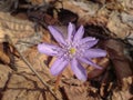 Anemone hepatica blooming in the forest. Spring flowers