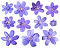 Anemone hepatica is a blue spring flower common hepatica, is a herbaceous perennial