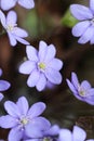 Anemone hepatica, the common hepatica, liverwort, liverleaf, kidneywort, or pennywort