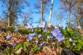Anemone hepatica flowers Royalty Free Stock Photo