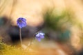 Anemone hepatica in natural habitat