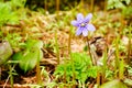 Anemone hepatica in spring