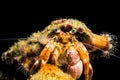 Anemone Hermit Crab