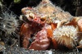 Anemone Hermit Crab Royalty Free Stock Photo