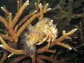 Anemone Hermit Crab Royalty Free Stock Photo