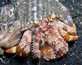 Anemone Hermit crab Royalty Free Stock Photo