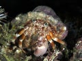 Anemone hermit crab