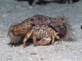 Anemone hermit crab Royalty Free Stock Photo