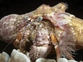 Anemone hermit crab Royalty Free Stock Photo