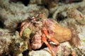 Anemone Hermit Crab