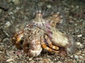 Anemone hermit crab Royalty Free Stock Photo