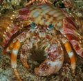 Anemone hermit crab Royalty Free Stock Photo