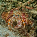 Anemone hermit crab on sand Royalty Free Stock Photo