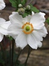 Anemone ( Honrine jobert )