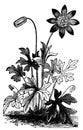 Anemone hortensis or Fior di Stella flower vintage engraving Royalty Free Stock Photo