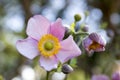 Anemone hupehensis japonica, Japanese anemone, thimbleweed windflower in bloom Royalty Free Stock Photo