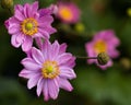 Anemone hupehensis japonica `Pamina` Royalty Free Stock Photo