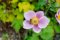 Anemone hupehensis `september charm` in autumn in botany, Poland, Europe