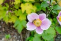 Anemone hupehensis `september charm` in autumn in botany, Poland, Europe