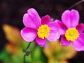 Anemone hupehensis var. japonica `Splendens` Royalty Free Stock Photo