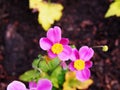 Anemone hupehensis var. japonica `Splendens` Royalty Free Stock Photo