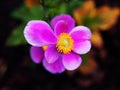 Anemone hupehensis var. japonica `Splendens` Royalty Free Stock Photo