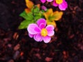 Anemone hupehensis var. japonica `Splendens` Royalty Free Stock Photo