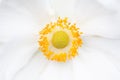 Anemone hupehensis white flower Royalty Free Stock Photo