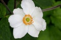 Anemone hybrida `Honorine Jobert`